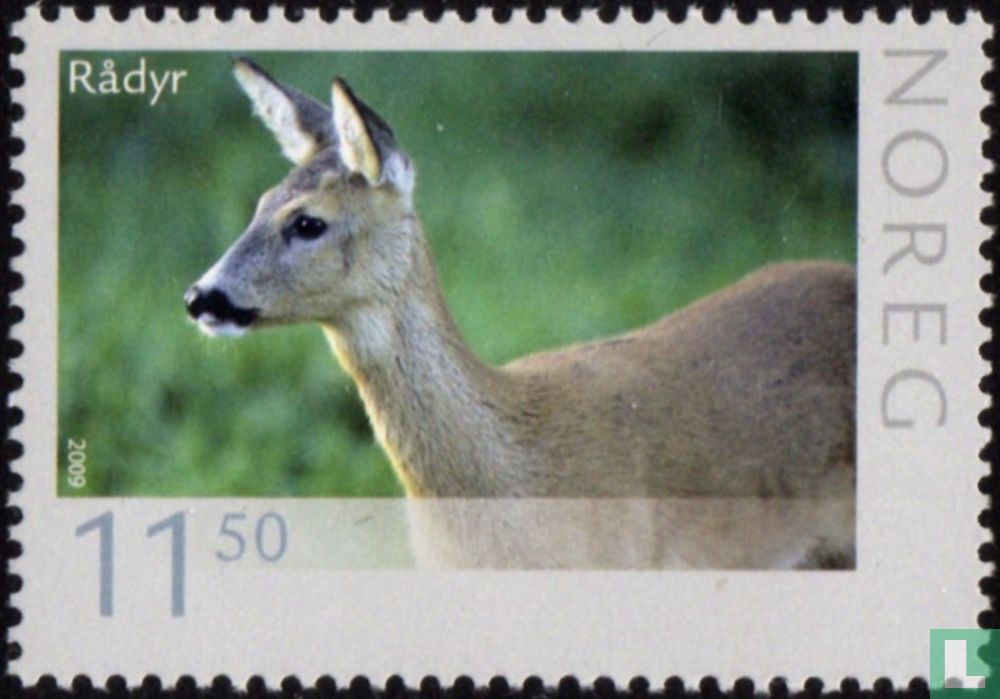 Roe deer