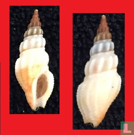 Drillia annielonae