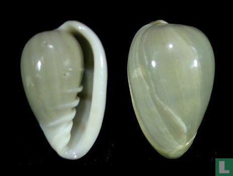 Cryptospira tricincta