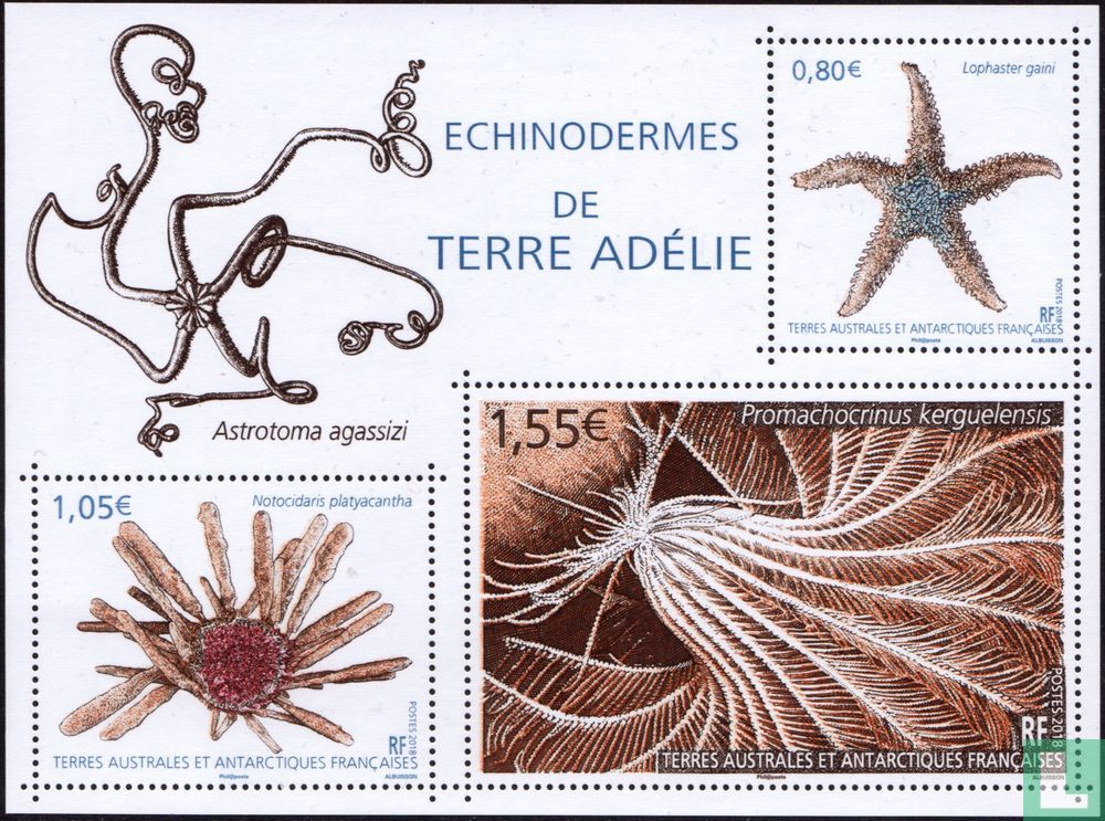 Echinodermes de Terre Adélie