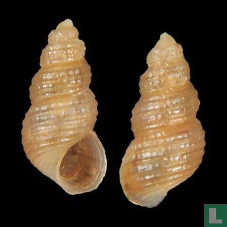 Onoba carpenteri