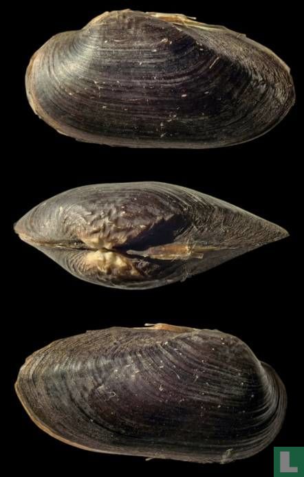 Nodularia douglasiae