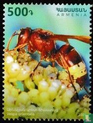 Oriental hornet