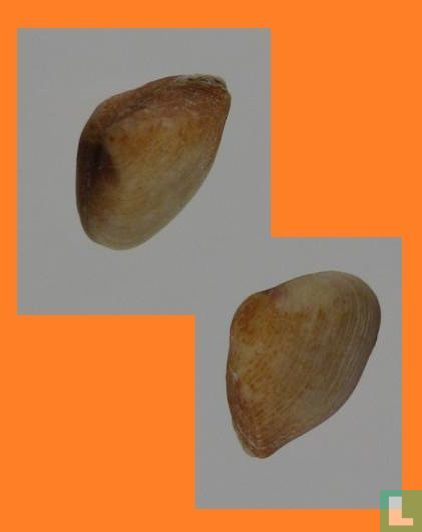 Corbula barrattiana