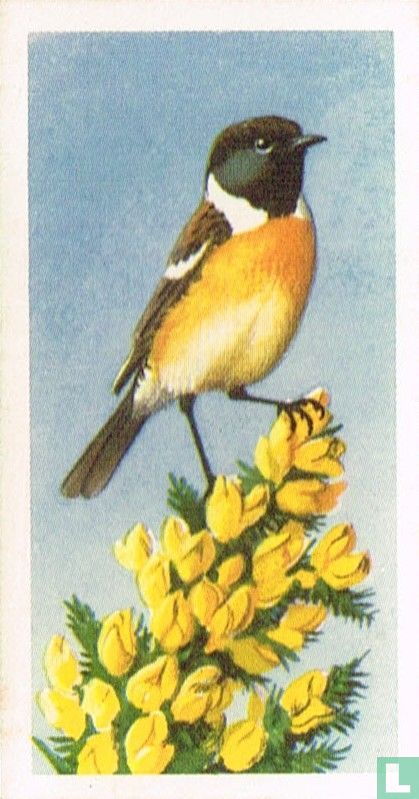 Stonechat