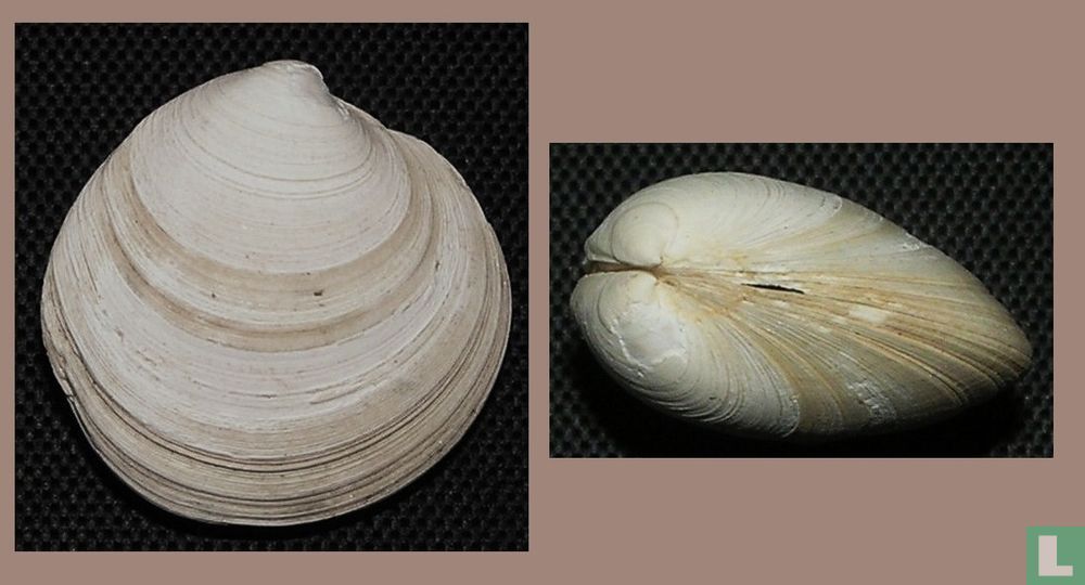Dosinia alta