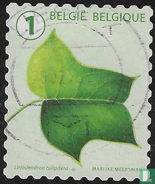 10 Leaf shapes viewed differently