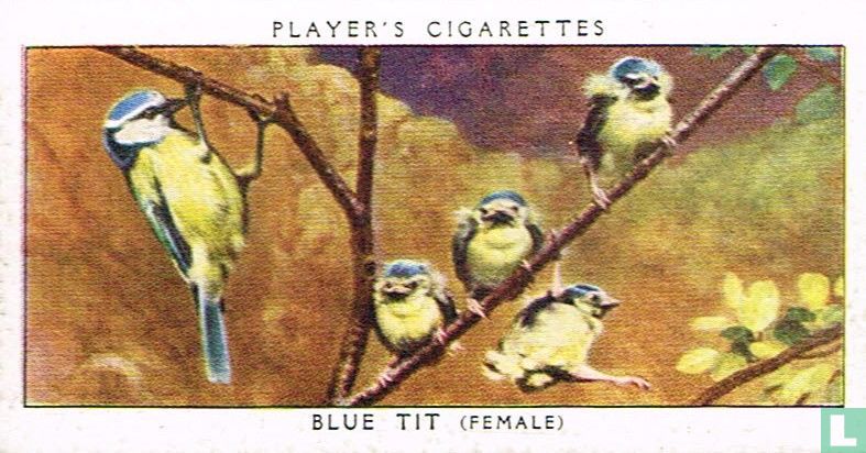 Blue Tit (female)