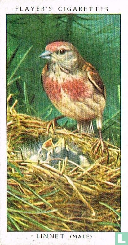 Linnet Toy Linnet (male) 24 (1937) - John Player & Sons - LastDodo