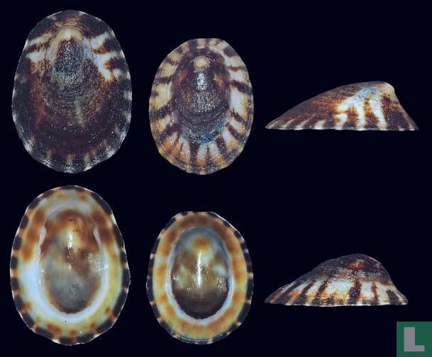 Lottia tenuisculpta