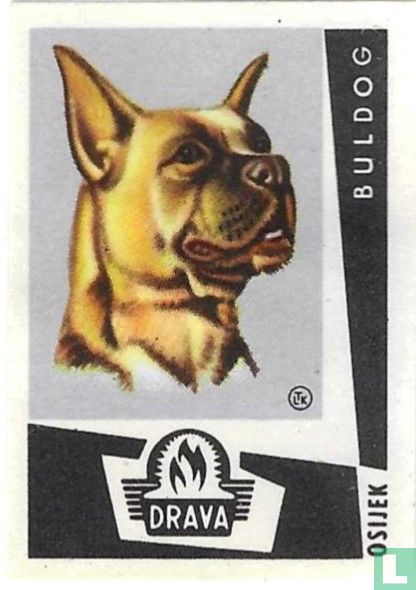  Buldog