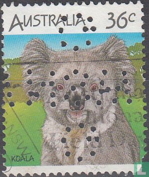 Koala