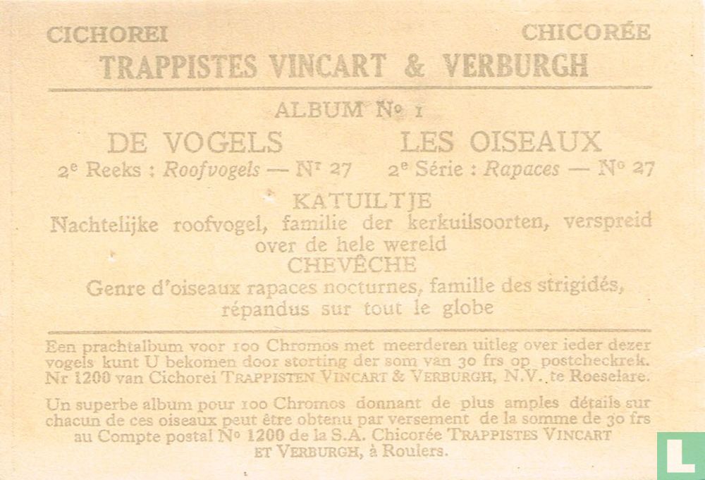 Katuiltje / Chevêche