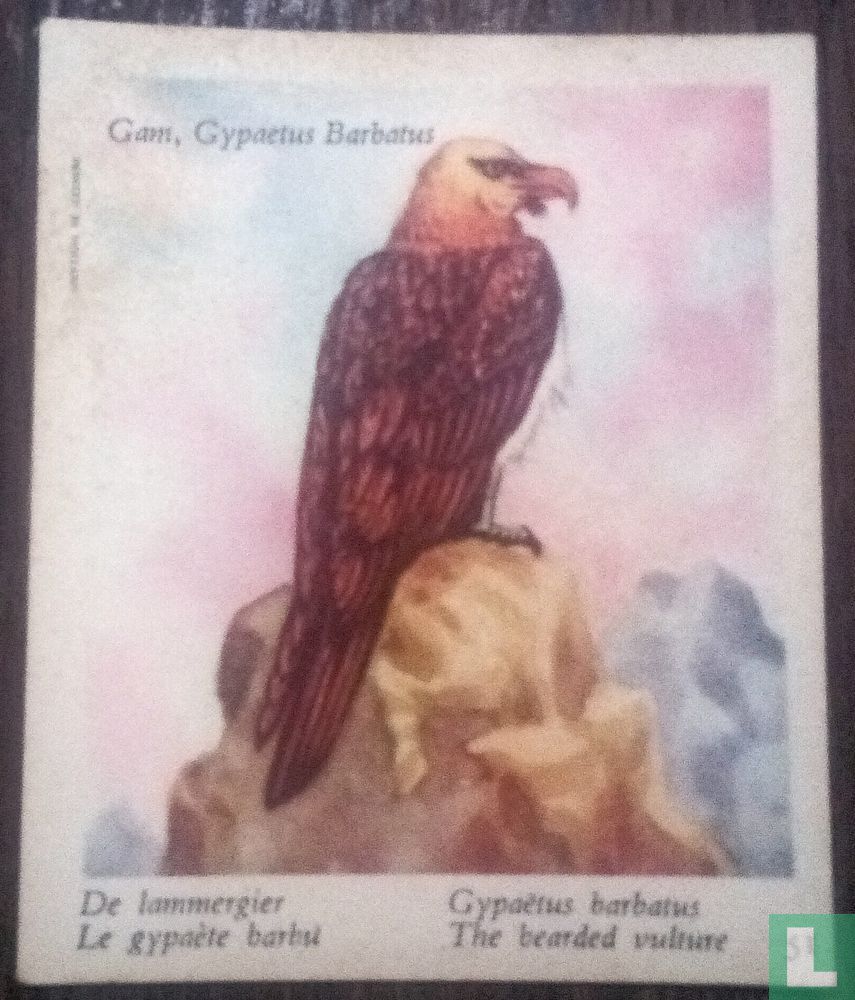 De lammergier