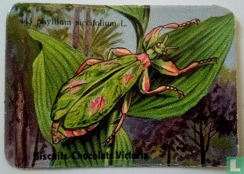 phyllium siccifolium L.
