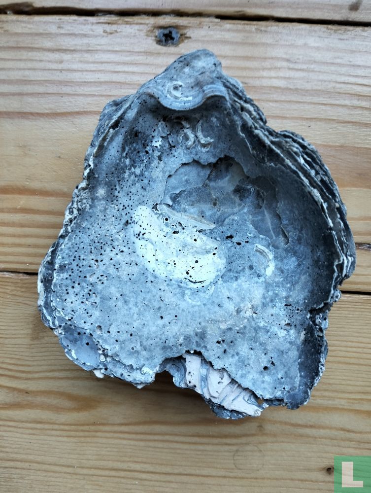 Ostrea