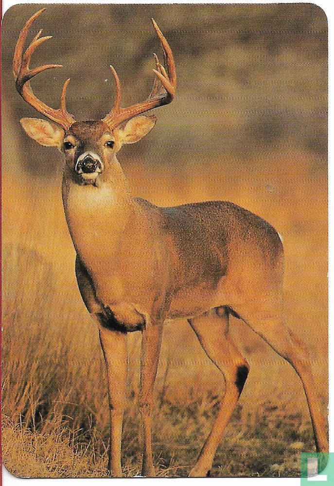 Cerf