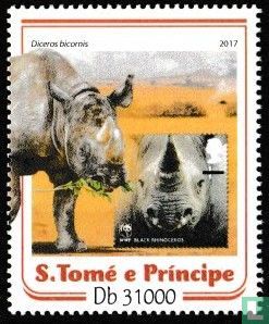 Spitzmaulnashorn