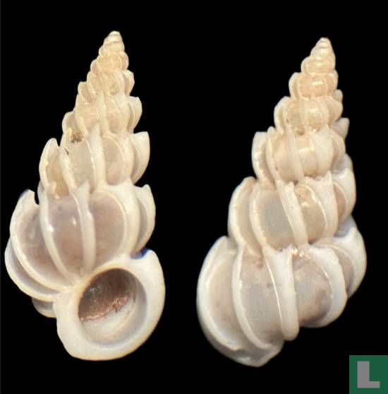 Epitonium simplex