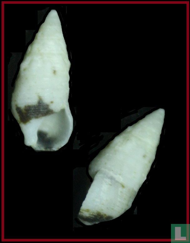 Cerithium egenum