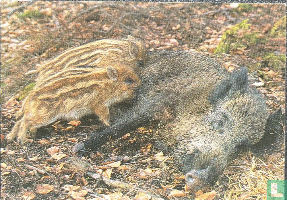 Wildschwein