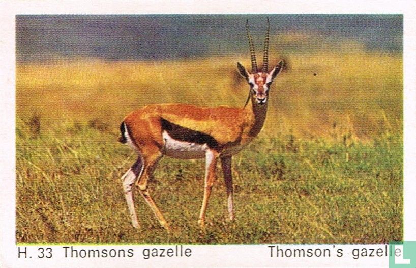 Thomson's gazelle