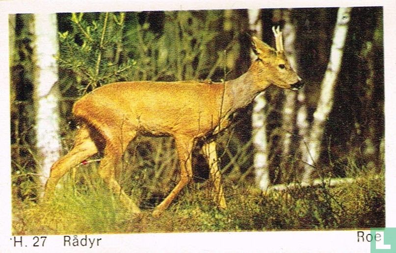 Roe