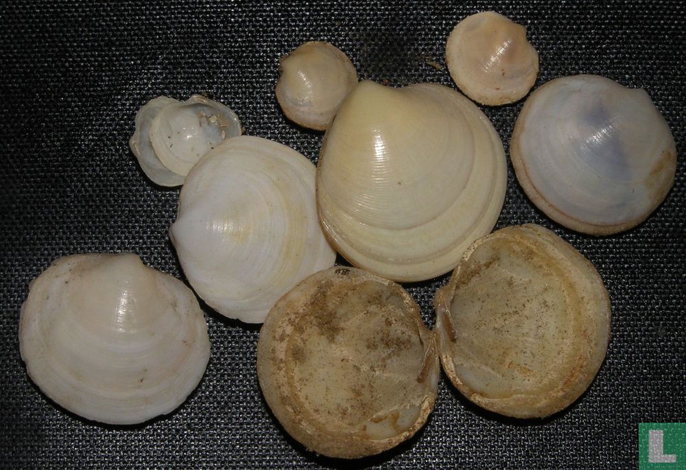 Loripes lacteus