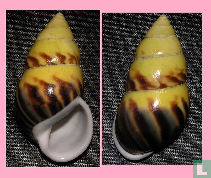 Amphidromus perversus