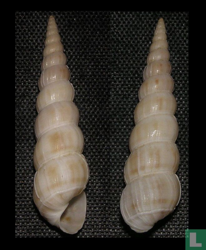 Amaea nebulodermata