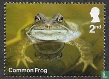 Common frog