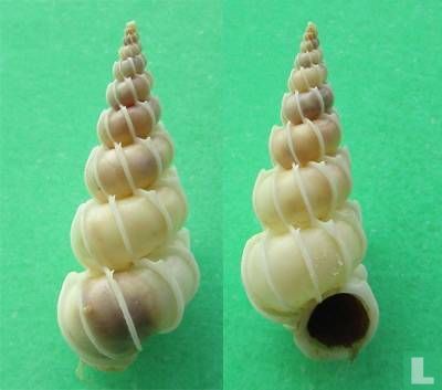 Epitonium pyramidale