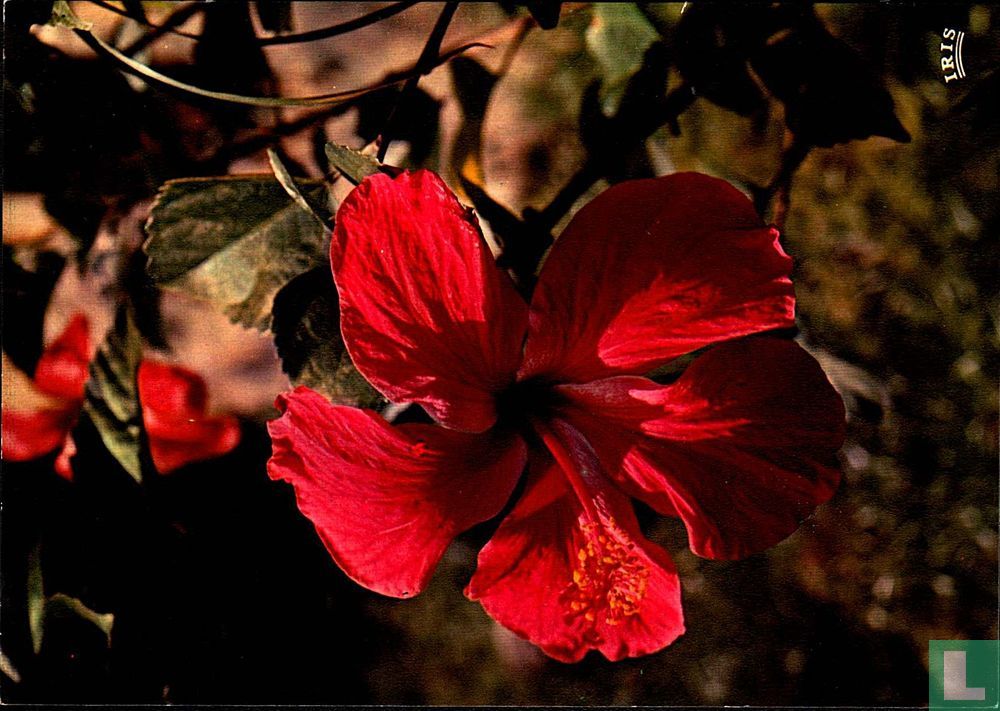 Hibiscus