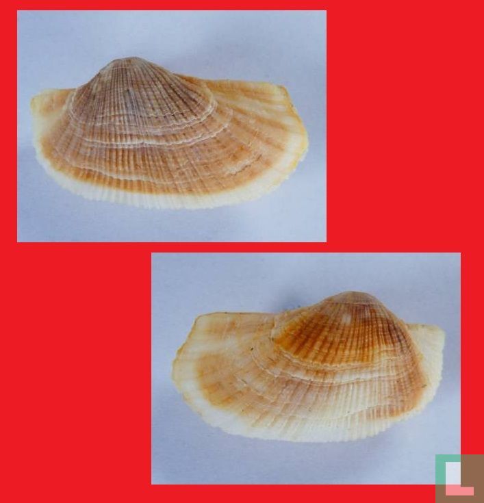 Barbatia bistrigata