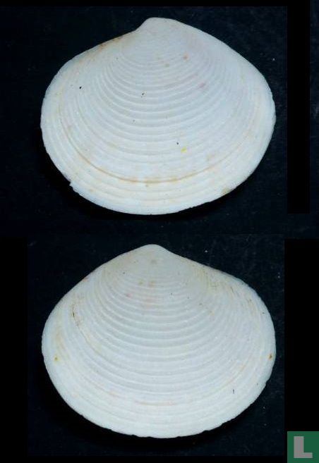 Semele exarata