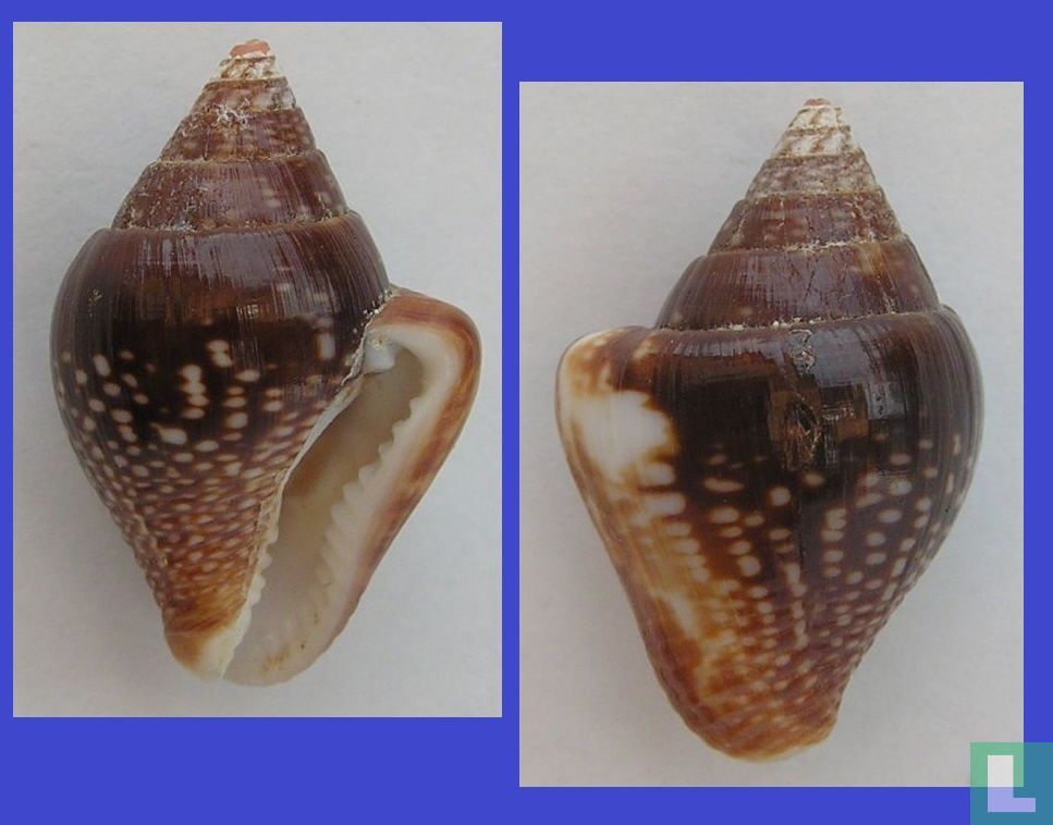 Columbella major - Schelp - LastDodo