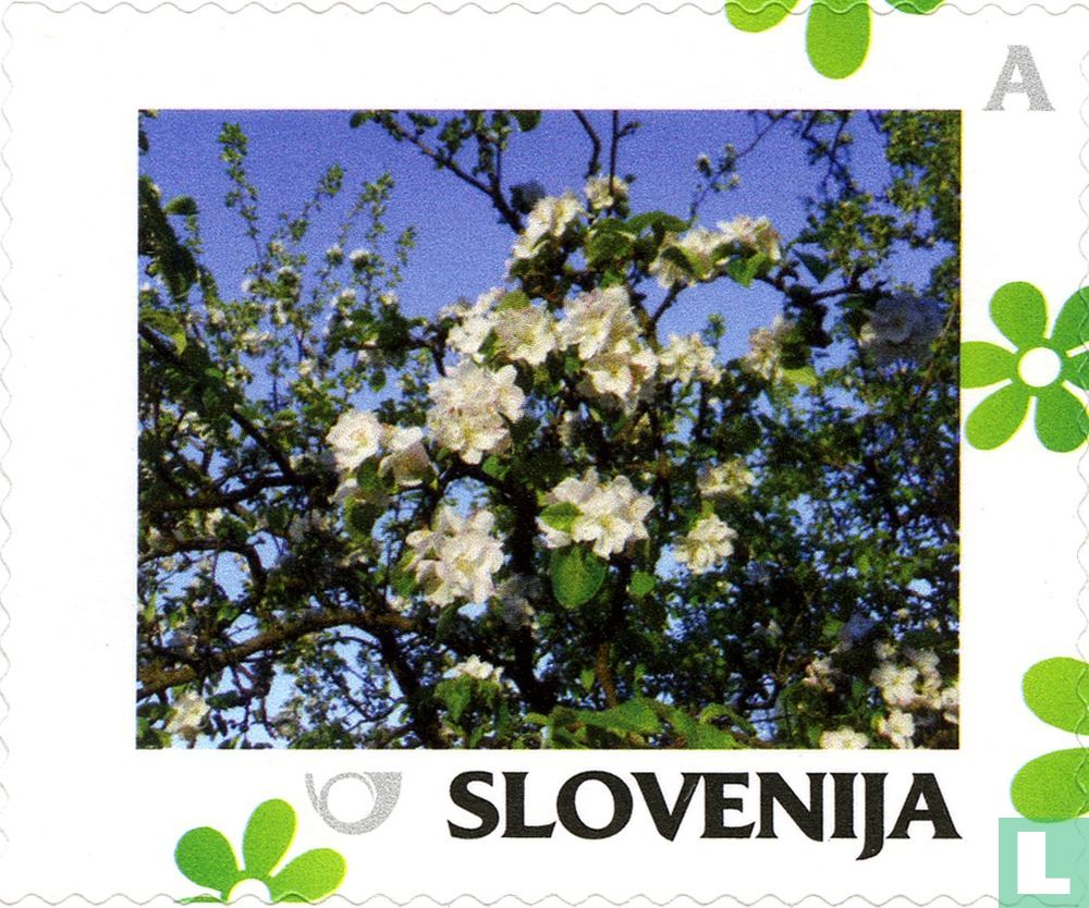 Apfelblüte