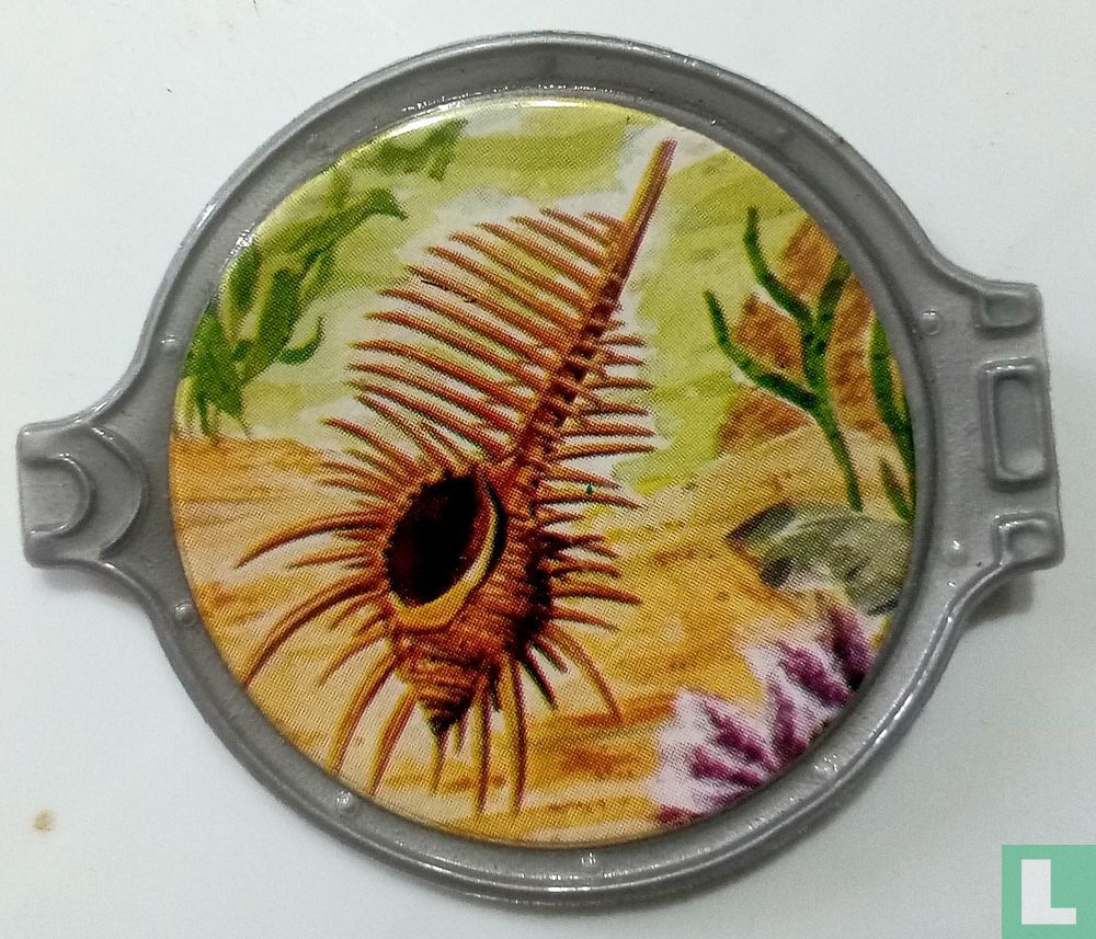 Vitho.Murex tributus.