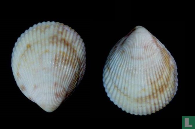 Acrosterigma impolitum