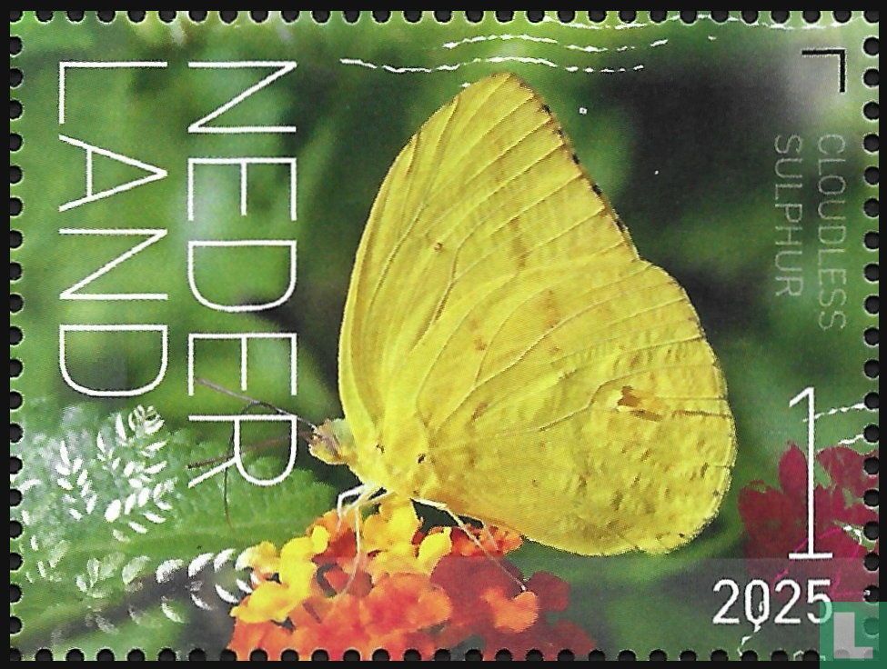 Cloudless sulphur