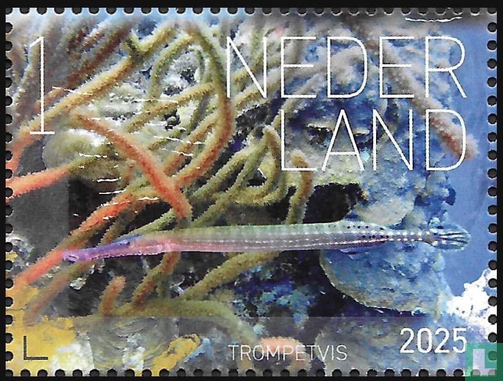 Trompetvis
