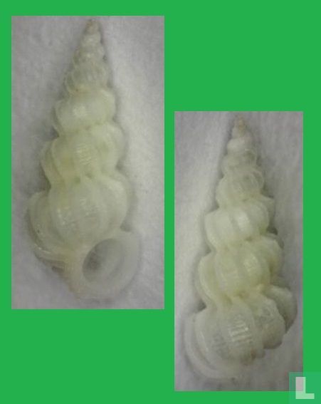 Epitonium gradilis