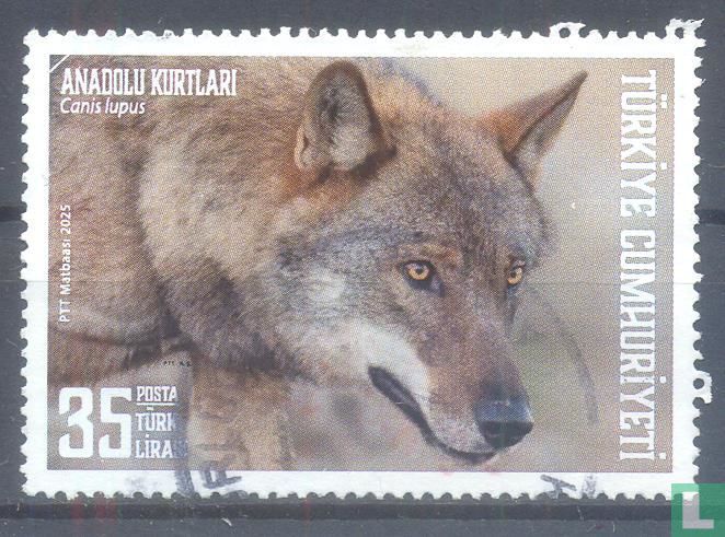 Wolf
