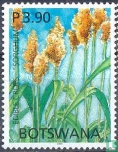 Sorghum