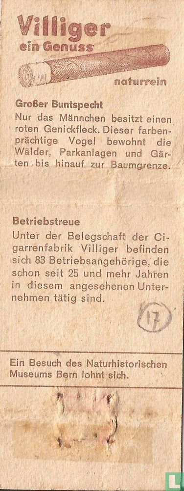 Grosser Buntspecht