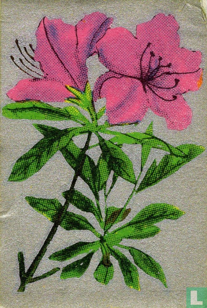Bloemen