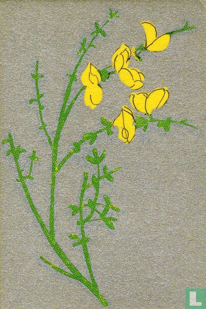 Bloemen
