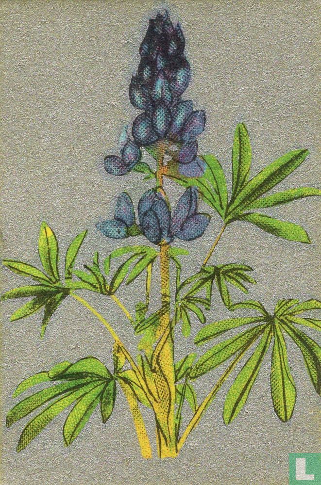 Bloemen