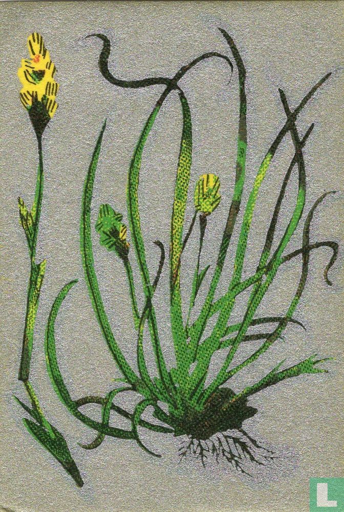 Bloemen