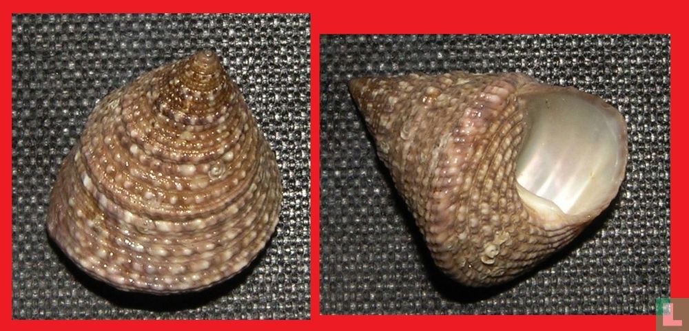 Astele stenomphala